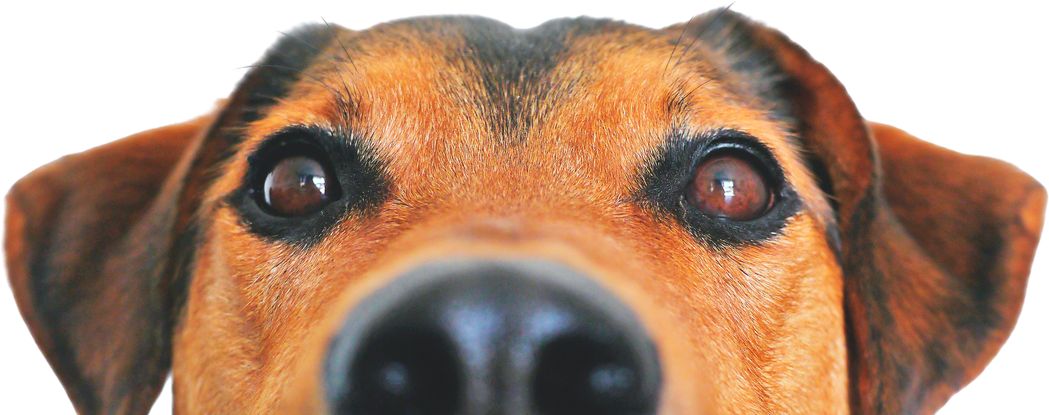 Dog peeking