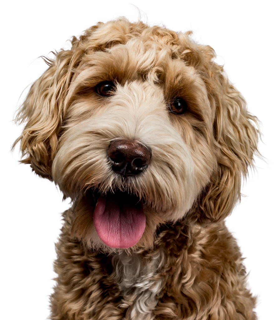 Cute Dog Portrait