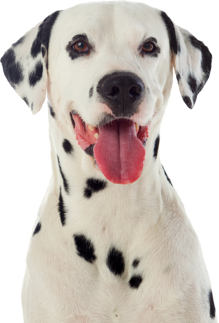 Beautiful Dalmatian Dog
